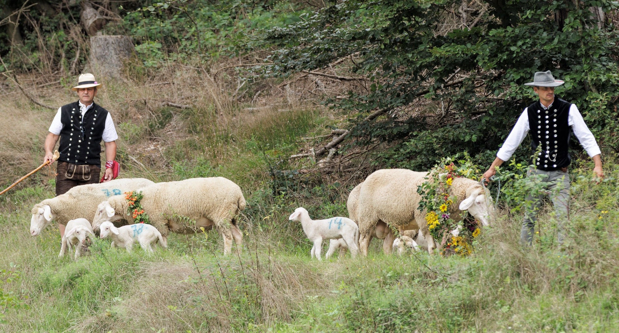 Schäfer in Tracht mit Schafen beim ZAK Almabtrieb